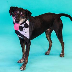 Hunter, Hound, adult, available for adoption