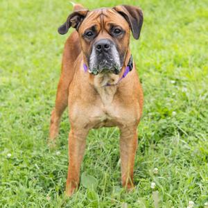 A brown Boxer dog standing on a grassy field, wearing a purple collar.
