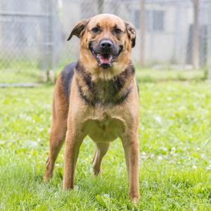 Brie (Morocco), Retriever, Labrador, adult, available for adoption