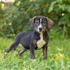 Kam, Hound, puppy, available for adoption
