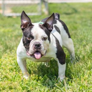 Bianca, Bulldog, adult, available for adoption