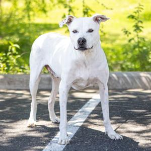 Lucky Lucio, Dogo Argentino, senior, available for adoption