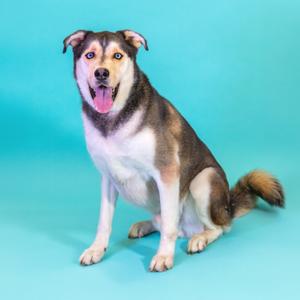 Chester, Husky, adult, available for adoption