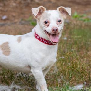 Coconut (lived with Cookie), Chihuahua, adult, available for adoption