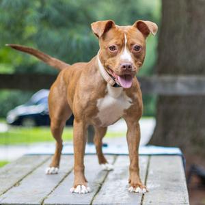 Honey Dobbs, Terrier, Pit Bull, adult, available for adoption