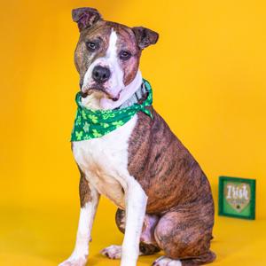 Jax, Boxer, senior, available for adoption