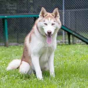 Blue, Husky, young, available for adoption