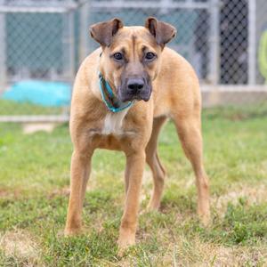 A tan dog with a black muzzle and blue collar standing on a grassy area in front of a chain-link fence.