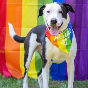Jackson, Terrier, Pit Bull, adult, available for adoption