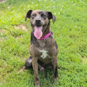 A happy dog with a brindle coat and a pink collar is sitting on a grassy field, its tongue out and tail wagging.