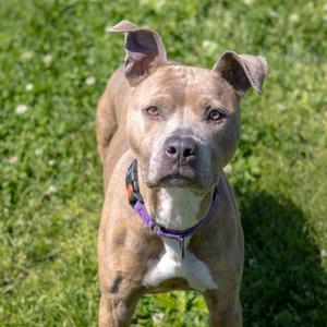 KayKay, Terrier, Pit Bull, adult, available for adoption