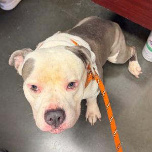 Ice, Terrier, Staffordshire Bull, adult, available for adoption
