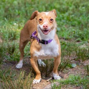 A brown and white dog with a purple collar standing on grass.