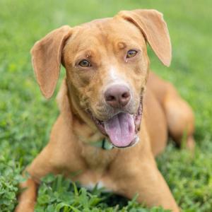 A happy brown dog lying on a grassy field with its mouth open and tongue out.