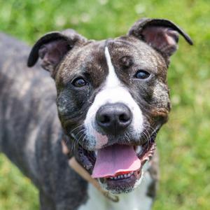 Angel Melody, Terrier, Pit Bull, adult, available for adoption