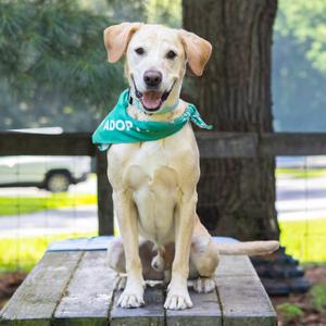 Bama, Retriever, Yellow Labrador, adult, available for adoption