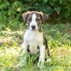 Kipper, Hound, puppy, available for adoption