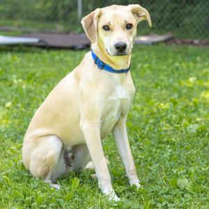 Finn (FKA Shiro), Retriever, Yellow Labrador, adult, available for adoption