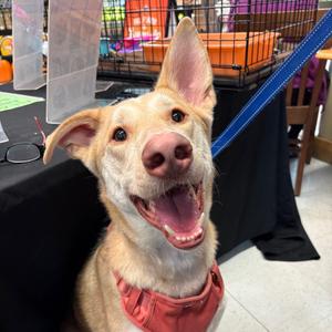 Chance, Shepherd, German, adult, available for adoption