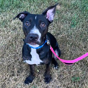 Sky, Terrier, American Pit Bull, young, available for adoption