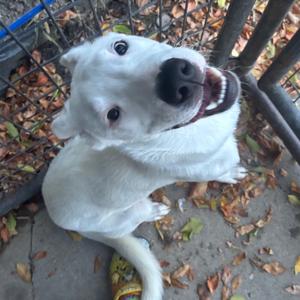 A white dog with a black nose and wide eyes, sitting on a concrete surface surrounded by fallen leaves, looking up with its mouth open in a happy expression.