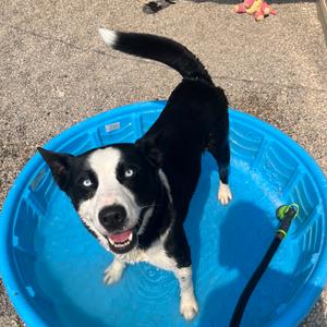 Ghost, Husky, adult, available for adoption