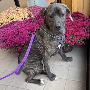 Otis, Retriever, Labrador, adult, available for adoption