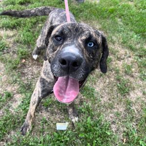 A brindle dog with blue eyes and a pink tongue sticking out, standing on grass.