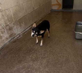 A small black and white dog standing on a concrete floor in a room with a concrete wall.