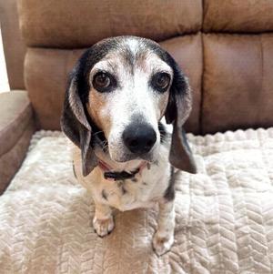 GamGam, Beagle, senior, available for adoption