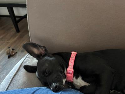 Bex, Dachshund / Chihuahua, puppy, available for adoption