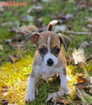 Baklava, Rat Terrier, puppy, available for adoption