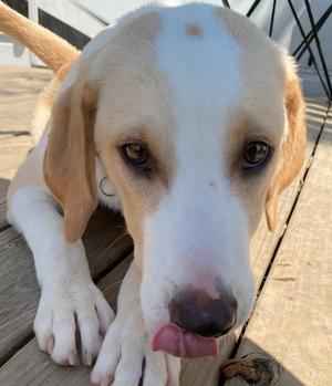 Hugo Gohan, Labrador Retriever, puppy, available for adoption