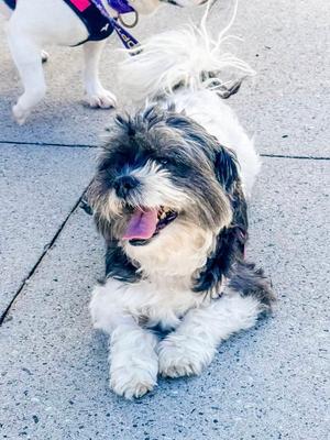 Milly Mia, Shih Tzu, senior, available for adoption