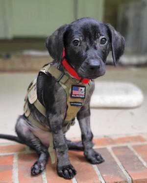 Luke Dunphy, Labrador Retriever, puppy, available for adoption