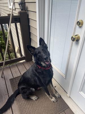 Flint Fynn, German Shepherd Dog, adult, available for adoption
