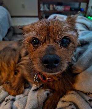 Barnaby Button, Terrier, senior, available for adoption