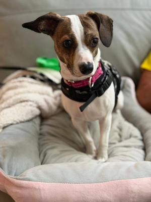 Jackie Pupperton, Jack Russell Terrier / Dachshund, young, available for adoption