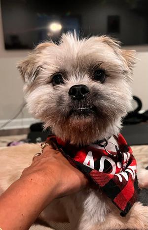 Chico Suave, Shih Tzu, adult, available for adoption
