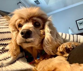 Dolly Darling, Cocker Spaniel, senior, available for adoption