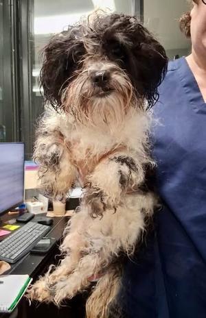 Frankie Finn, Shih Tzu / Maltese, adult, available for adoption
