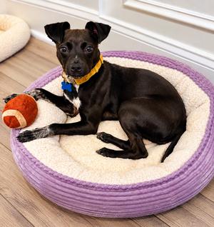 Emilie Ann, Chihuahua / Dachshund, young, available for adoption
