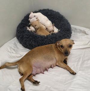 Cordelia Jane, Chihuahua, young, available for adoption