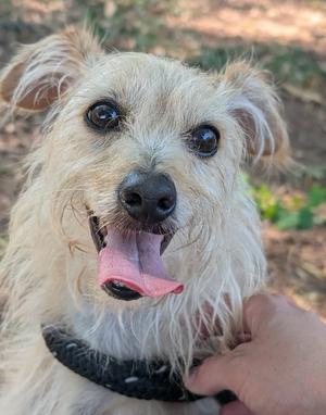 a close-up of a small, light-colored dog with a black collar, its tongue out and looking at the camera