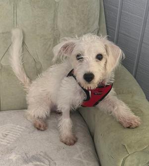 A small white dog wearing a red harness, sitting on a green couch.