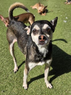 Bruce Barrow, Chihuahua, senior, available for adoption
