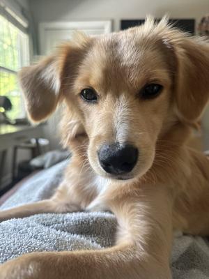Lucky Bear, Golden Retriever, young, available for adoption