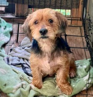 Bobby York, Yorkshire Terrier Yorkie / Cavalier King Charles Spaniel, adult, available for adoption