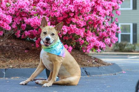 Kiki Bee, American Staffordshire Terrier, adult, available for adoption