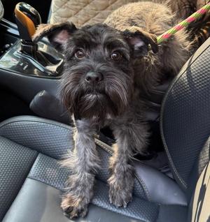 Basil Spice, Terrier, young, available for adoption